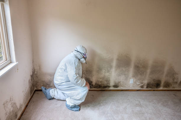 Best Mold Removal for HVAC Installations  in Decordova, TX